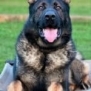 Family and Personal Protection Dog-BARON