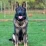 Family and Personal Protection Dog-BARON