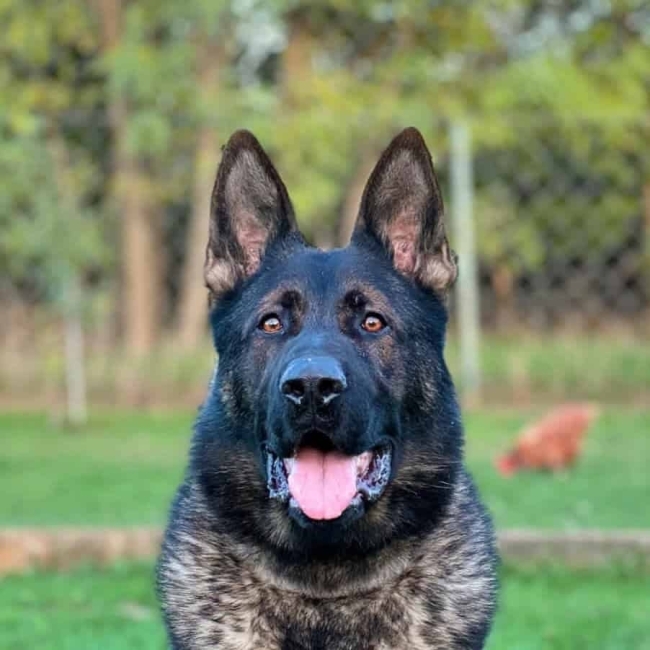 Family and Personal Protection Dog-BARON