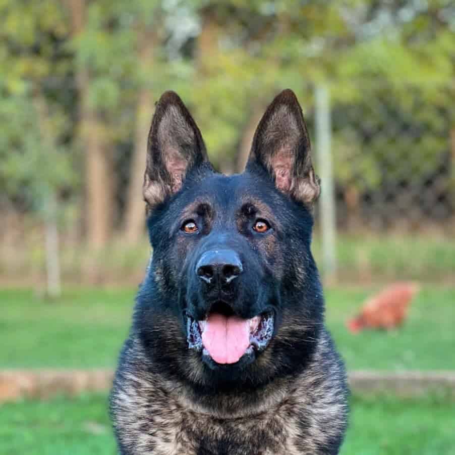 Family and Personal Protection Dog-BARON