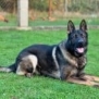 Family and Personal Protection Dog-BARON