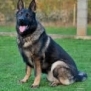Family and Personal Protection Dog-BARON
