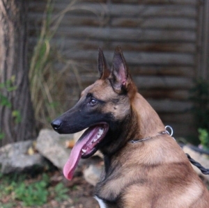 Elite Family and Personal Protection Dogs