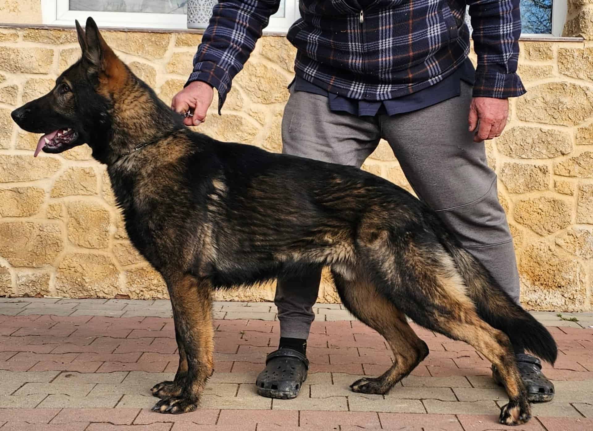 Family and Personal Protection Dog-JERRY