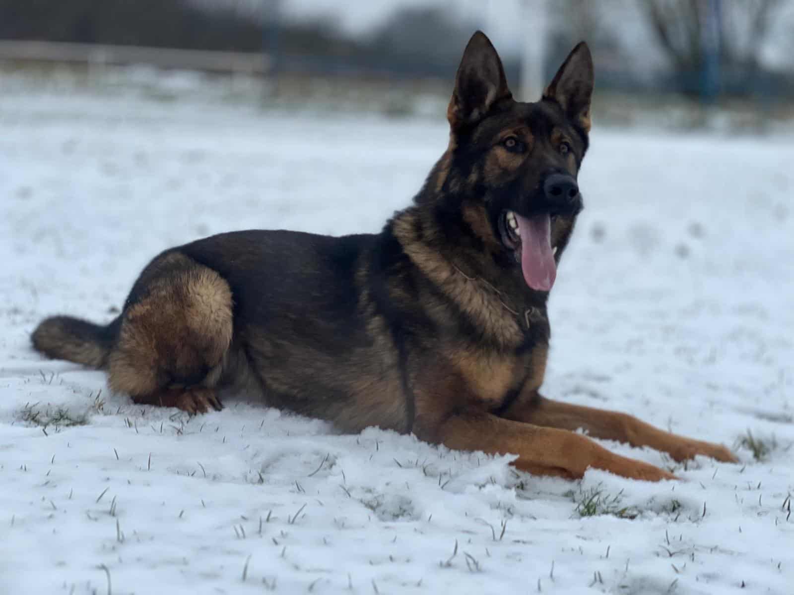 Elite Family and Personal Protection Dog-ROCKY