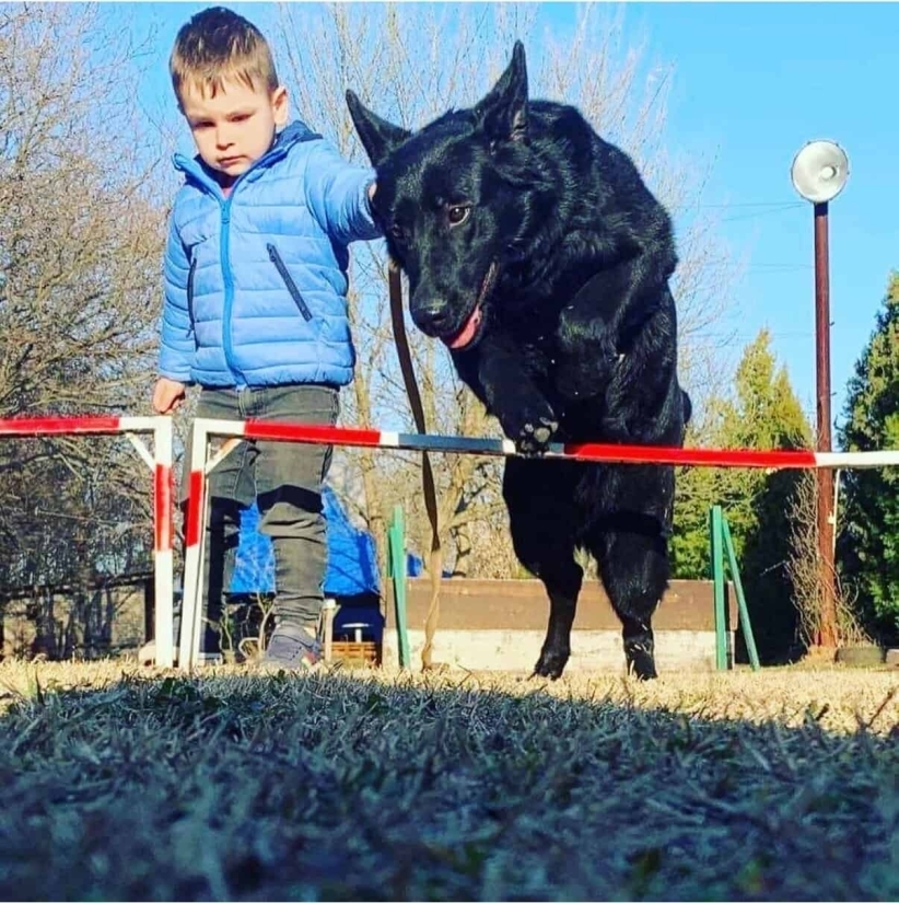 Trained German Shepherd