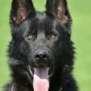 Family and Personal Protection Dog
