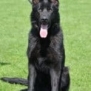 Family and Personal Protection Dog
