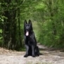 Family and Personal Protection Dog