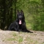 Family and Personal Protection Dog