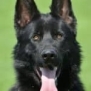 Family and Personal Protection Dog