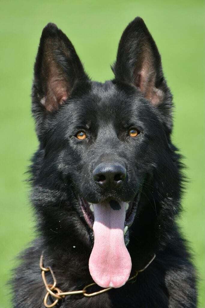 Family and Personal Protection Dog GORAN