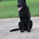 Elite Family and Personal Protection Dog- SIDO