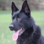 Elite Family and Personal Protection Dog- SIDO