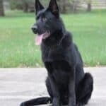 Elite Family and Personal Protection Dog- SIDO