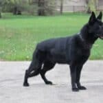 Elite Family and Personal Protection Dog- SIDO