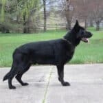 Elite Family and Personal Protection Dog- SIDO