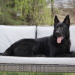 Elite Family and Personal Protection Dog- SIDO