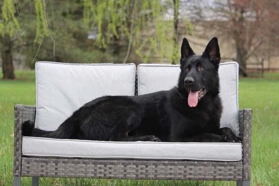 Elite Family and Personal Protection Dog- SIDO