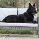 Elite Family and Personal Protection Dog- SIDO