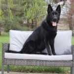 Elite Family and Personal Protection Dog- SIDO