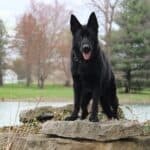 Elite Family and Personal Protection Dog- SIDO