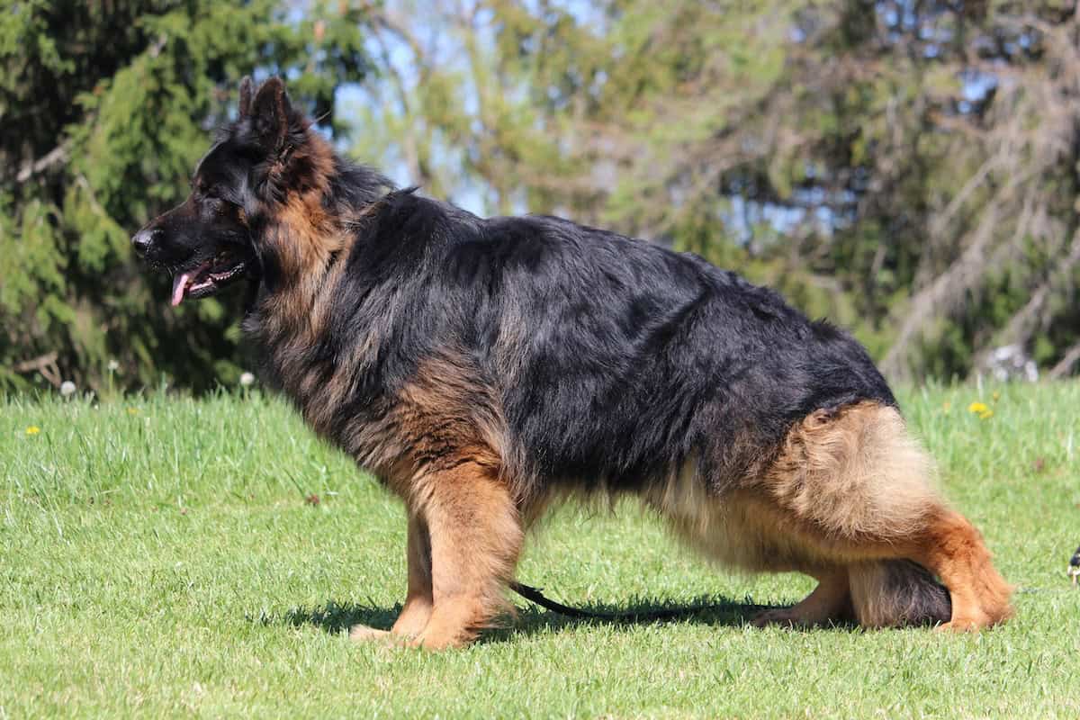 Family and Personal Protection Dog MARCO