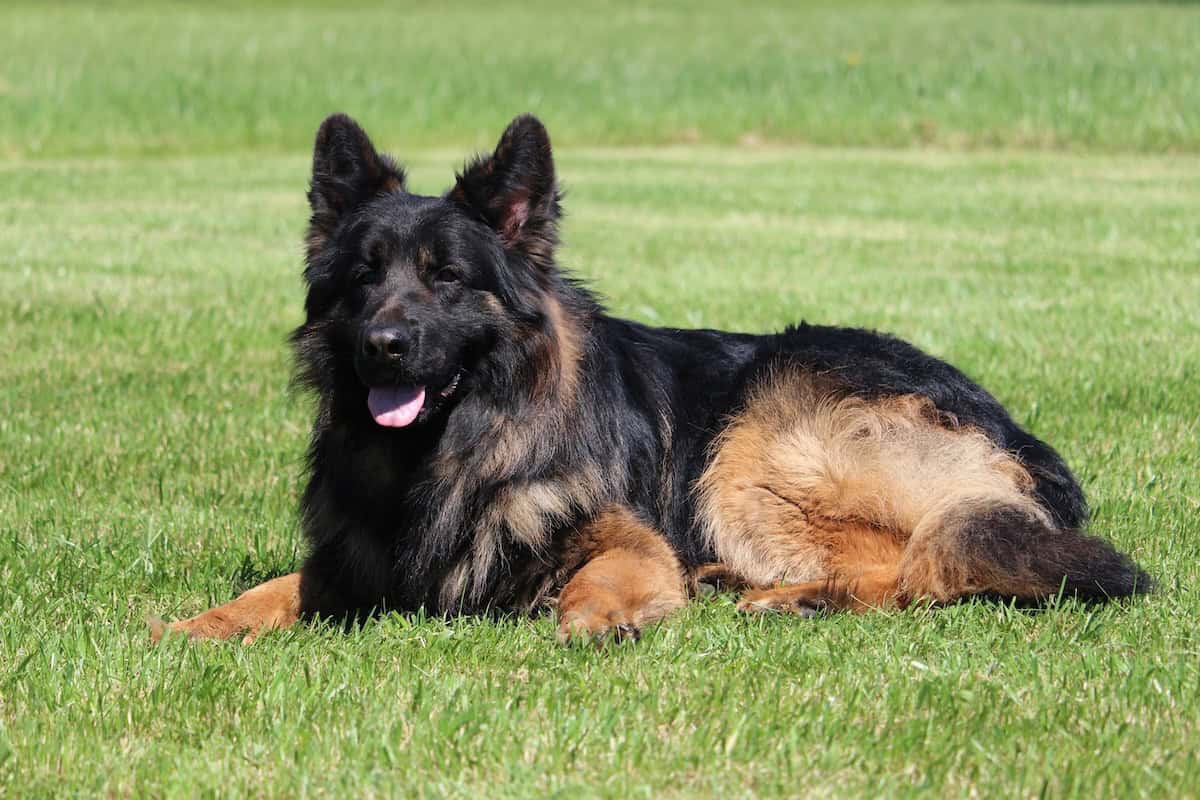 Family and Personal Protection Dog MARCO