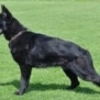 Family and Personal Protection Dog