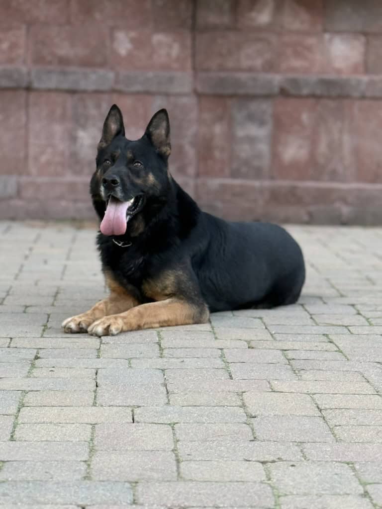 Personal Protection Dog German Shepherd for sale- WULK
