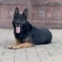 Personal Protection Dog German Shepherd for sale- WULK
