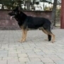Personal Protection Dog German Shepherd for sale- WULK