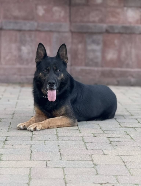 Family and Personal Protection Dog-WULK