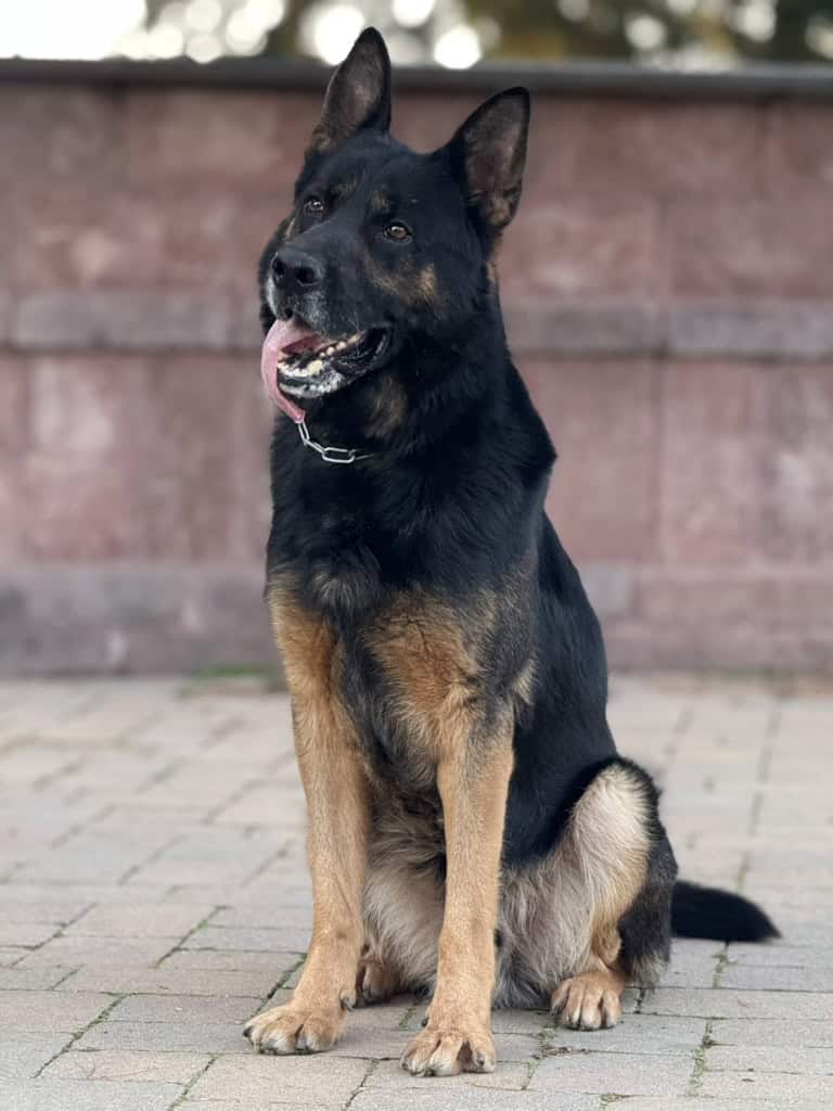 Personal Protection Dog German Shepherd for sale- WULK
