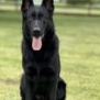 Family and Personal Protection Dog-NOLEN