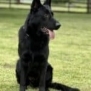 Family and Personal Protection Dog-NOLEN