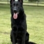 Family and Personal Protection Dog-NOLEN