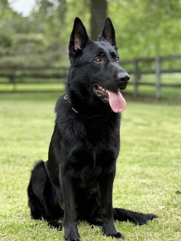 Family and Personal Protection Dog-NOLEN
