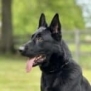 Family and Personal Protection Dog-NOLEN