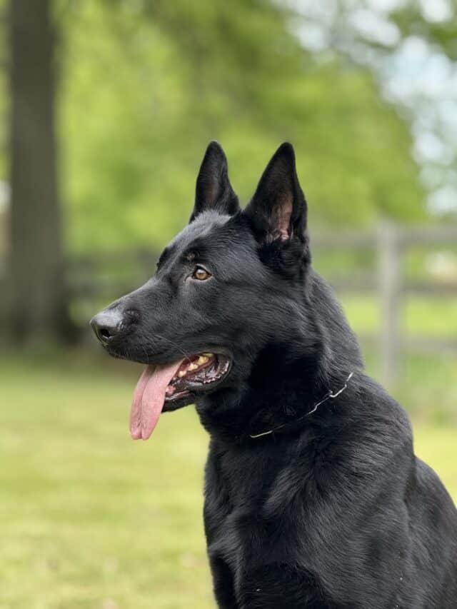 Family and Personal Protection Dog-NOLEN