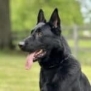 Family and Personal Protection Dog-NOLEN