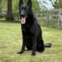 Family and Personal Protection Dog-NOLEN