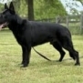 Family and Personal Protection Dog-NOLEN