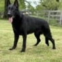Family and Personal Protection Dog-NOLEN