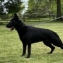 Family and Personal Protection Dog-NOLEN