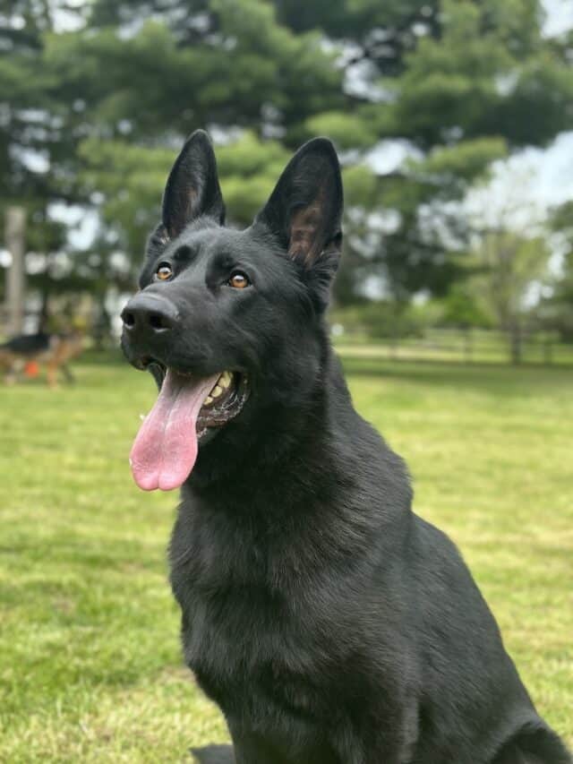 Elite Family and Personal Protection Dog-SHERIFF