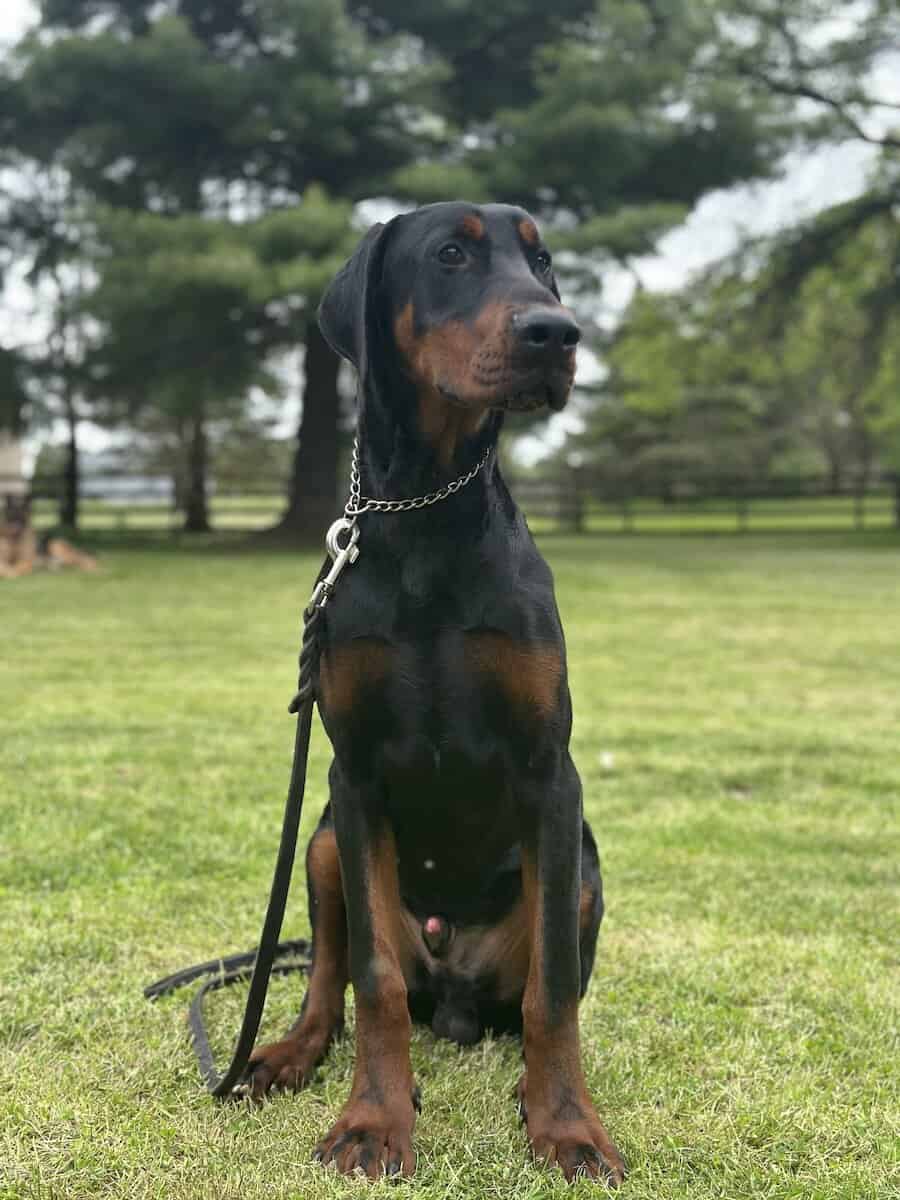 Elite Family and Personal Protection Dog-TEO