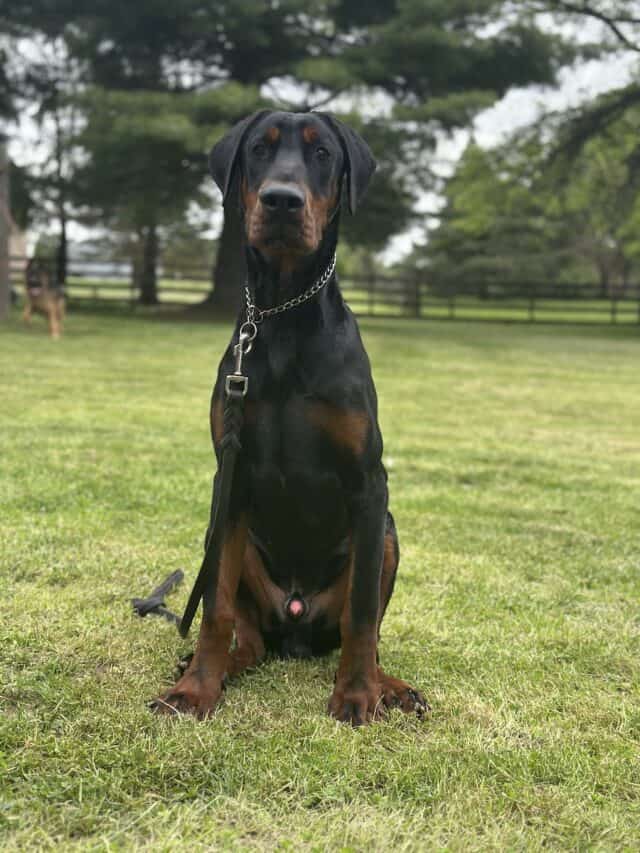 Elite Family and Personal Protection Dog-TEO