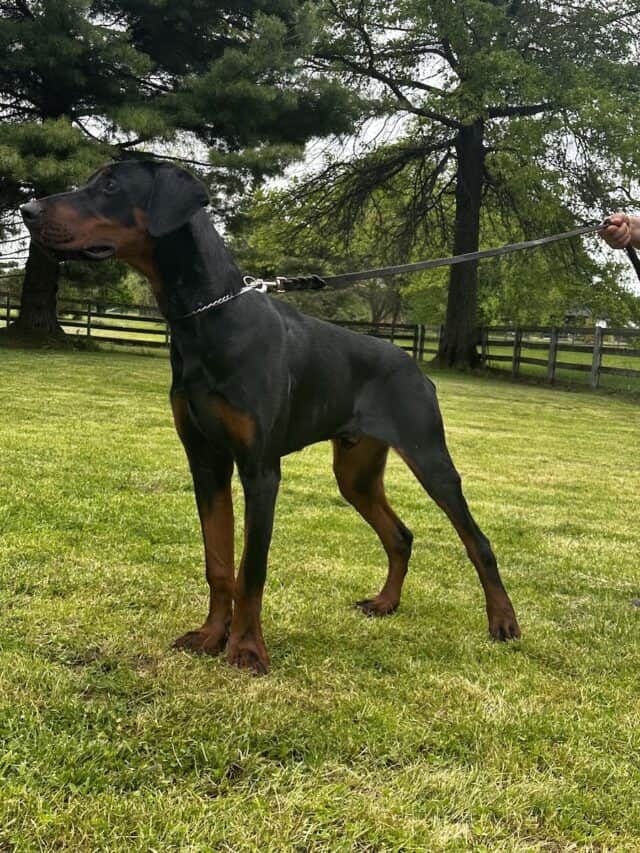 Elite Family and Personal Protection Dog-TEO