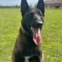 Personal Protection Dog- BOURBON